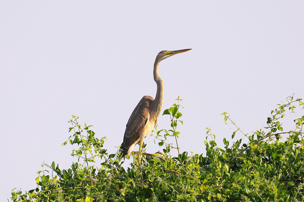 Purple Heron - ML647881858