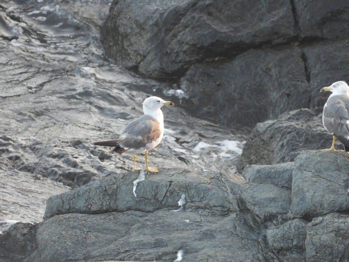 Black-tailed Gull - ML647881859