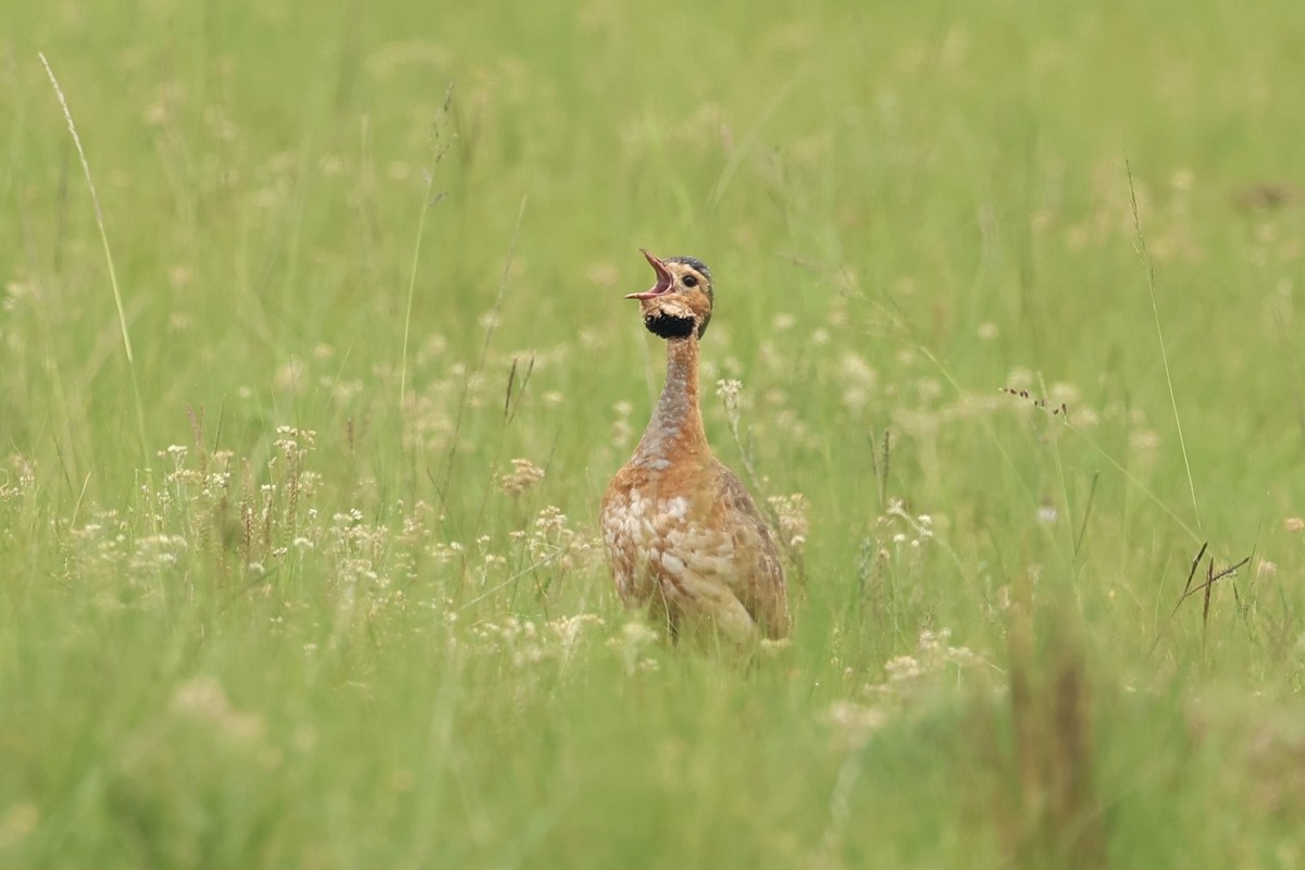 White-bellied Bustard - ML647881860