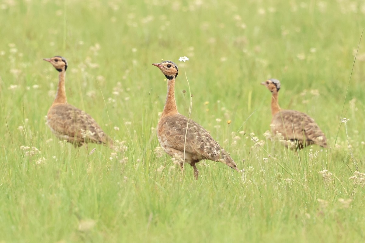 White-bellied Bustard - ML647881861