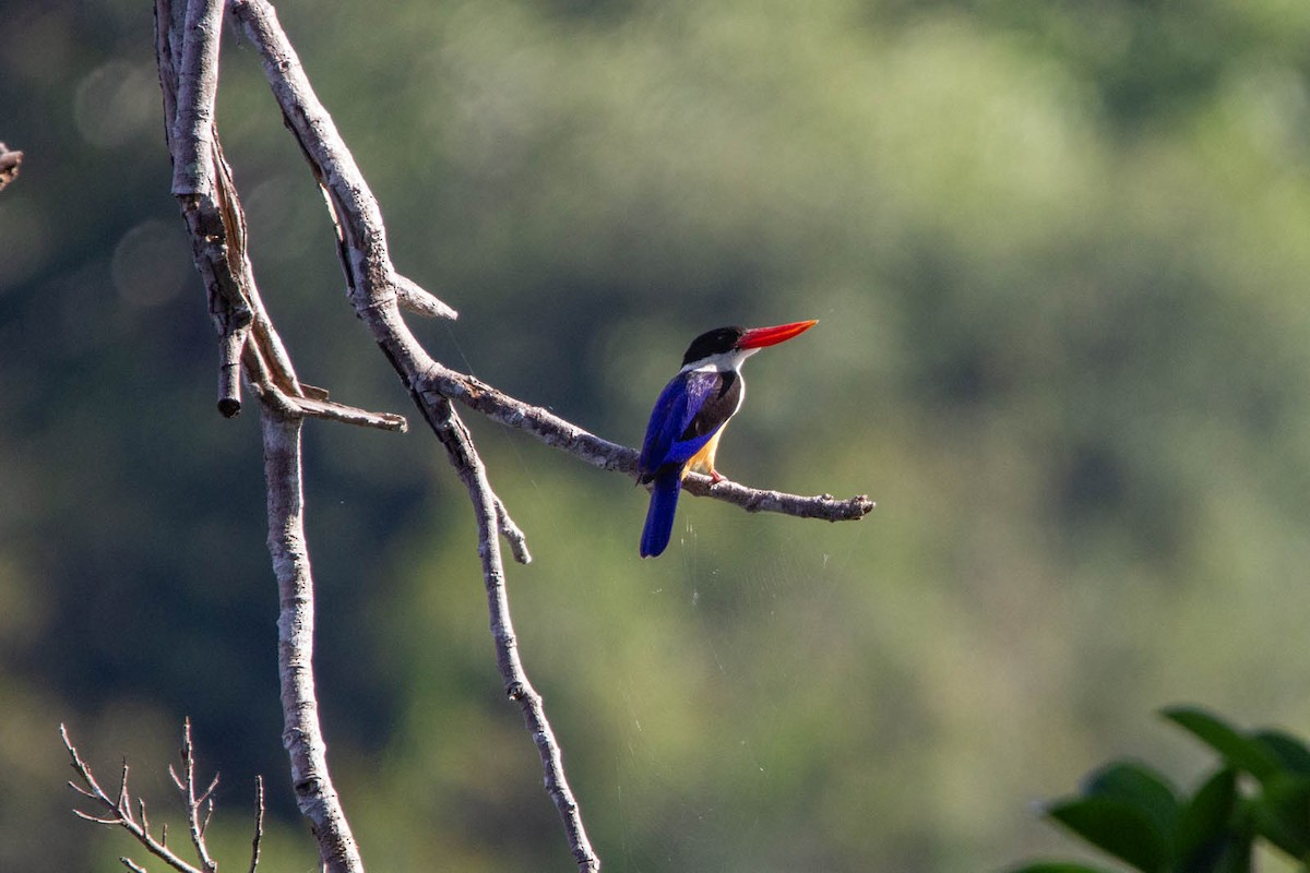 Black-capped Kingfisher - ML647881863