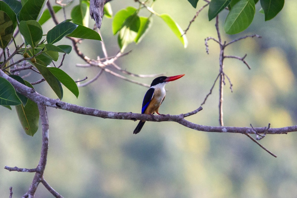 Black-capped Kingfisher - ML647881864
