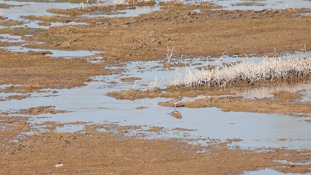 Пісочник малий - ML647881865