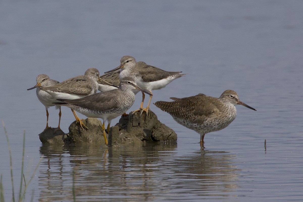 Terek Sandpiper - ML647881867