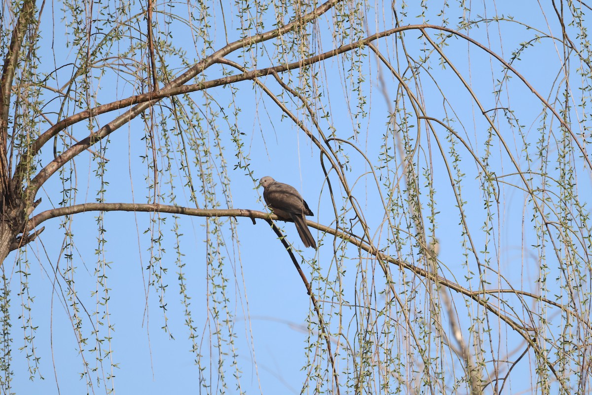 Spotted Dove - ML647881869