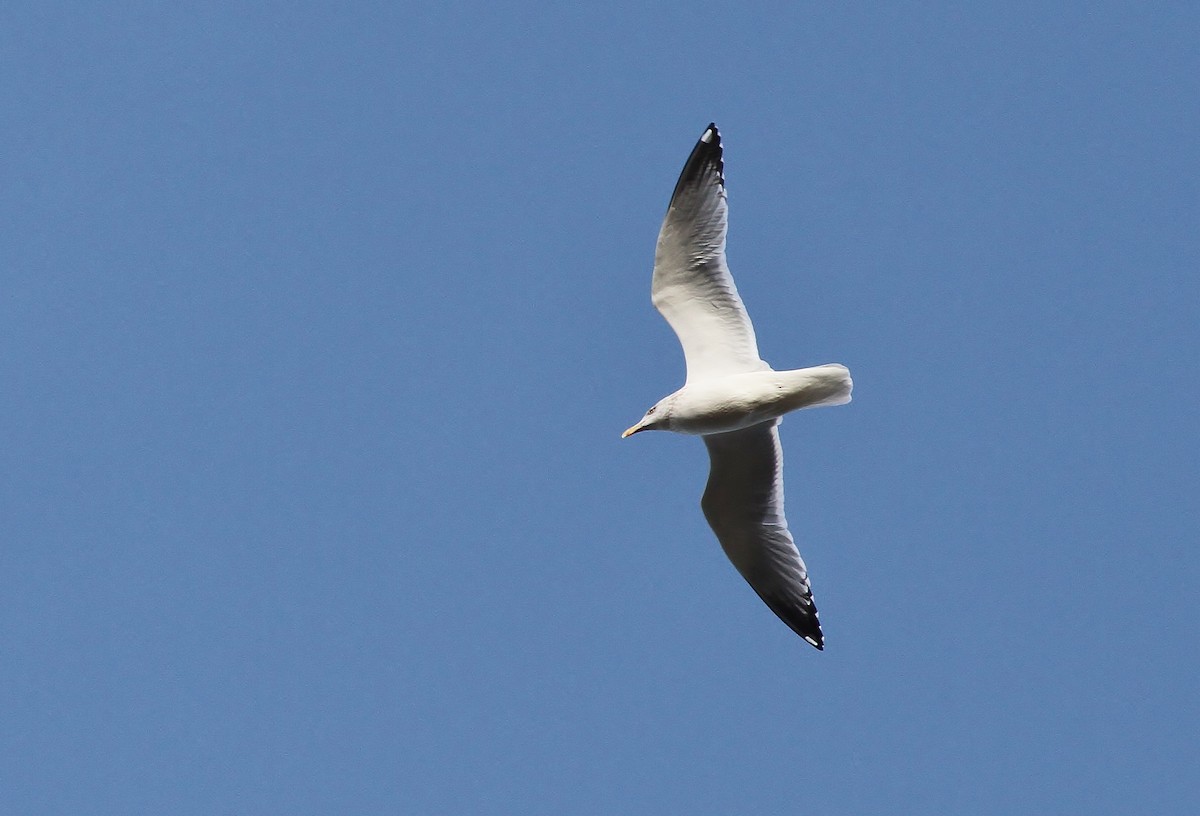 American Herring Gull - ML647881870