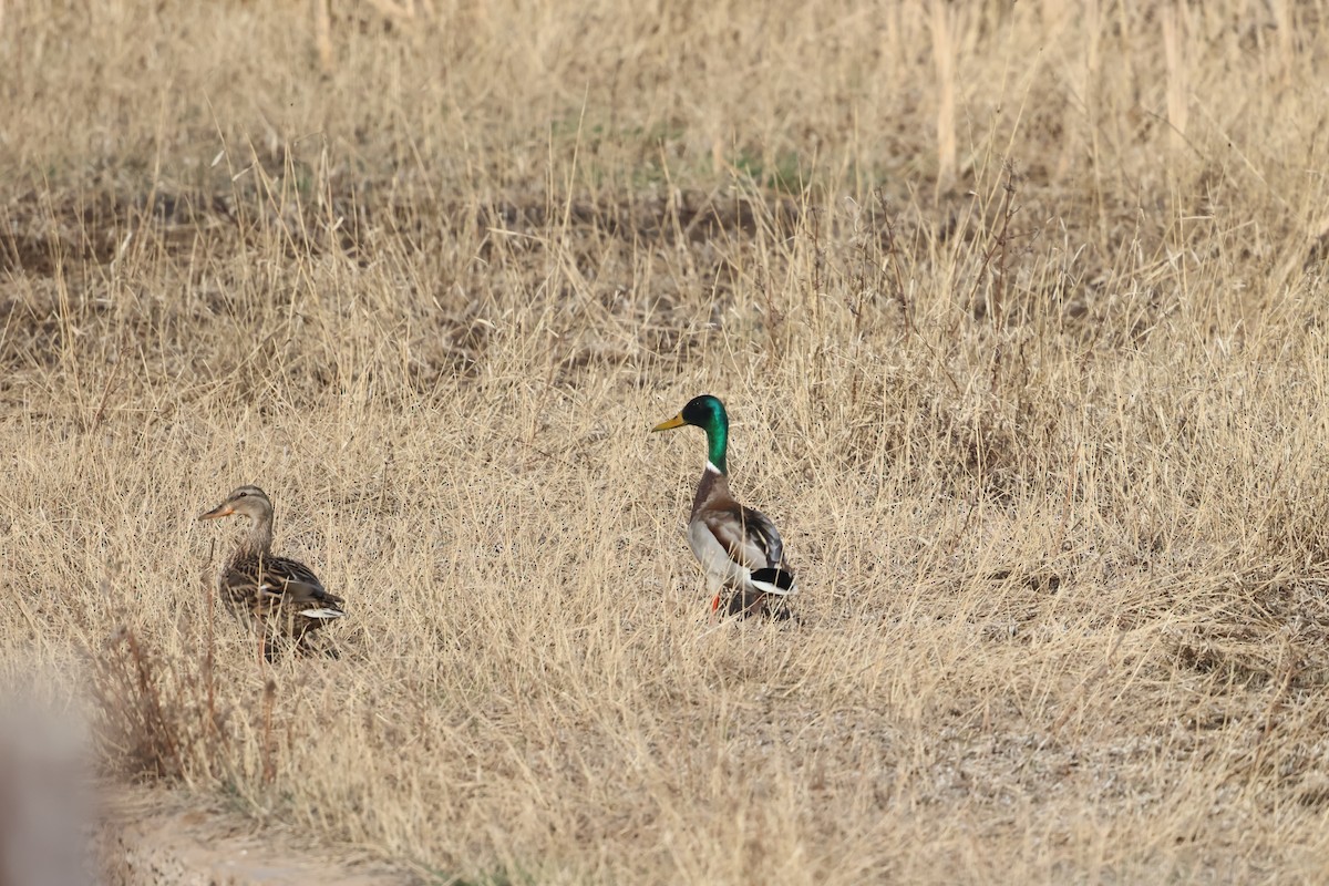 Mallard - ML647881871