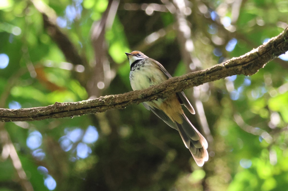 Abanico Rojizo - ML647881883