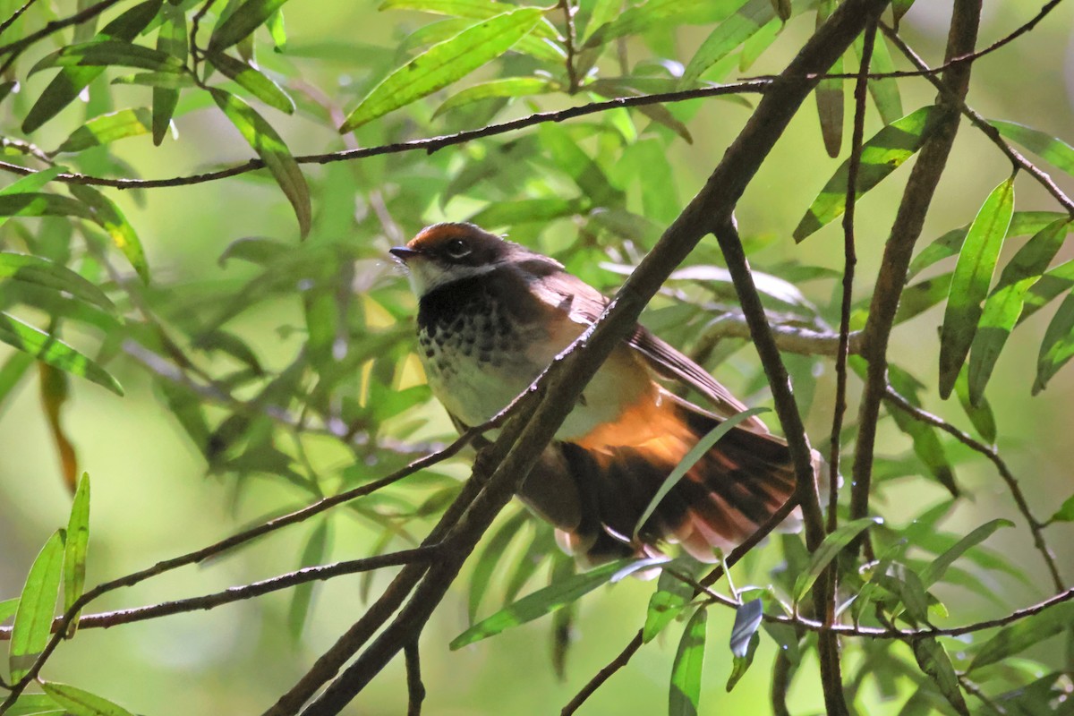 Abanico Rojizo - ML647881887