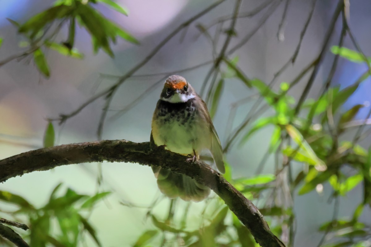 Abanico Rojizo - ML647881889