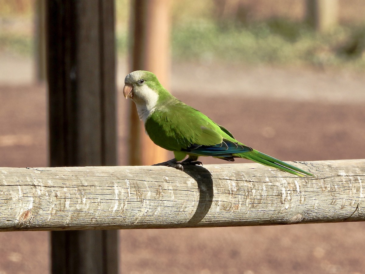 Калита сіроволий - ML647881895