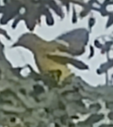 Вивільга індійська - ML647881914