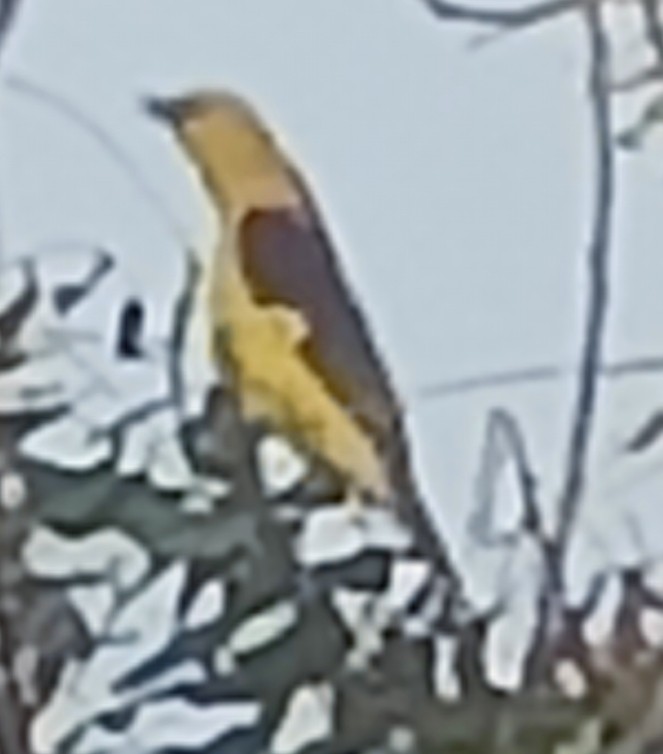 Вивільга індійська - ML647881915