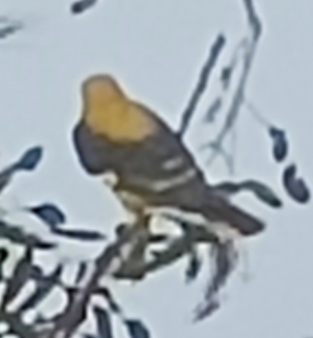 Вивільга індійська - ML647881916