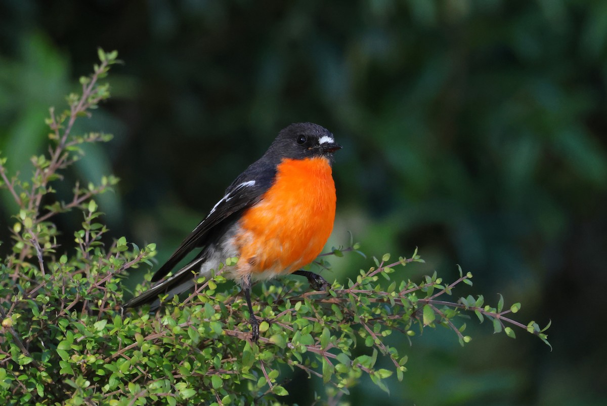 Petroica Flamígera - ML647881933