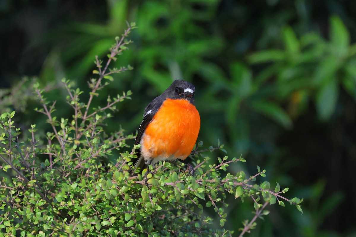 Petroica Flamígera - ML647881934