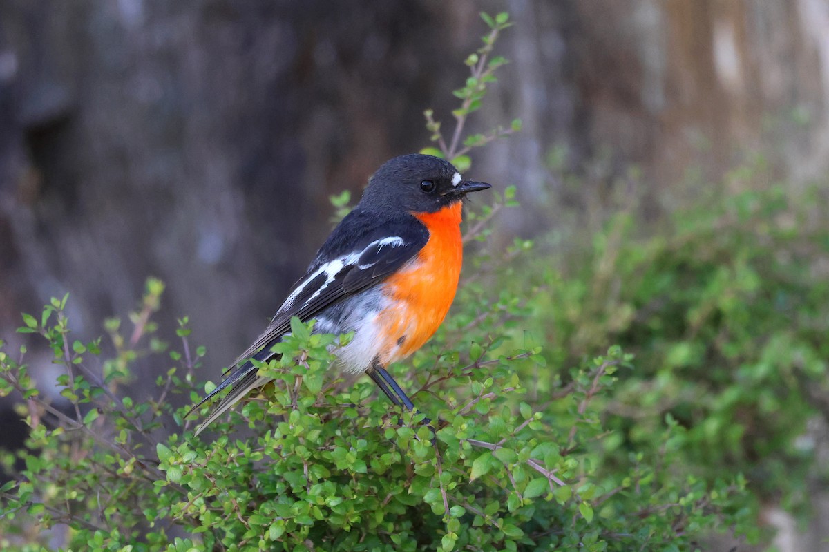 Petroica Flamígera - ML647881935