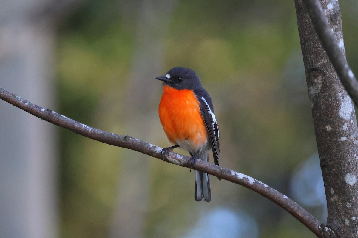 Petroica Flamígera - ML647881936