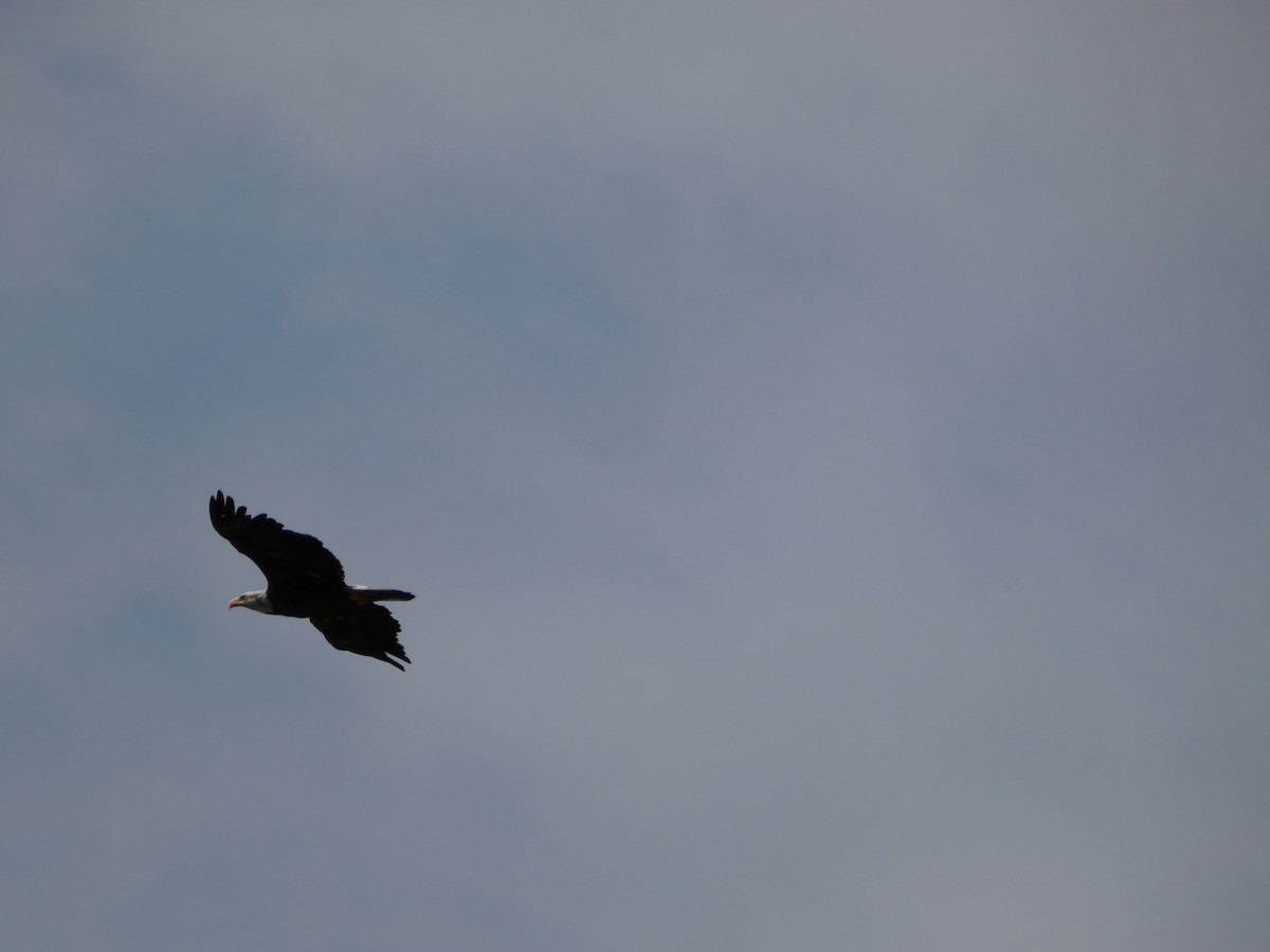 Bald Eagle - ML647881964