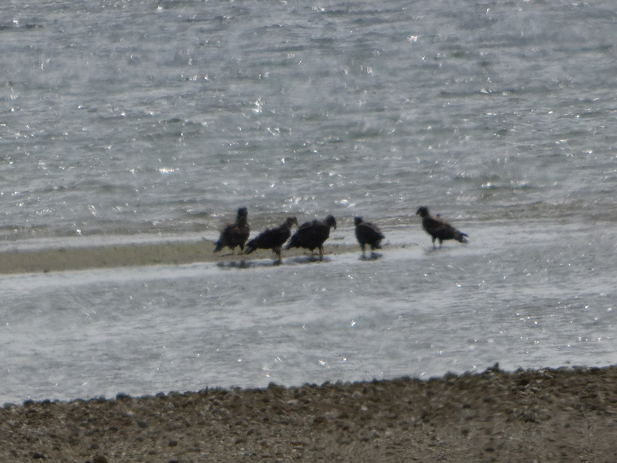 Bald Eagle - ML647881968