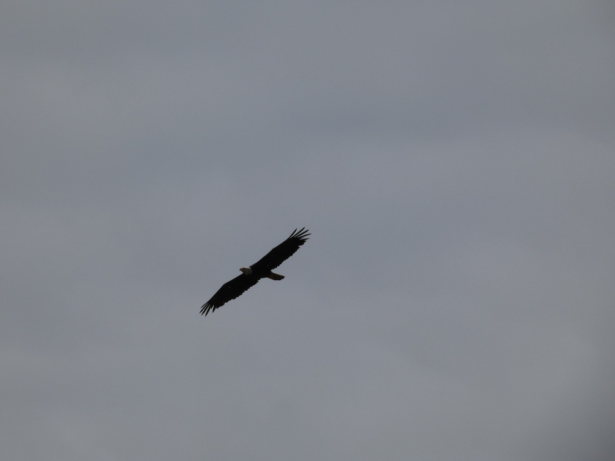 Bald Eagle - ML647881971
