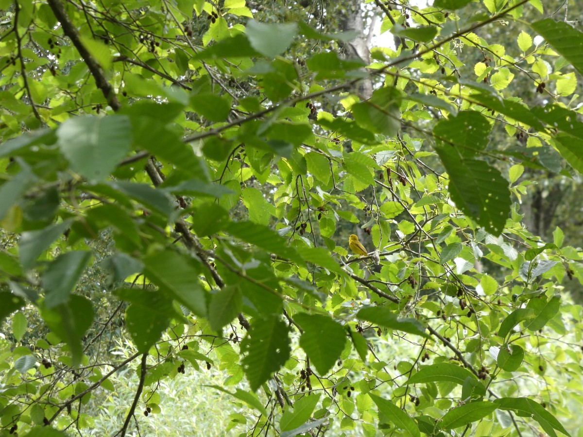 Sarı Ötleğen - ML647881983