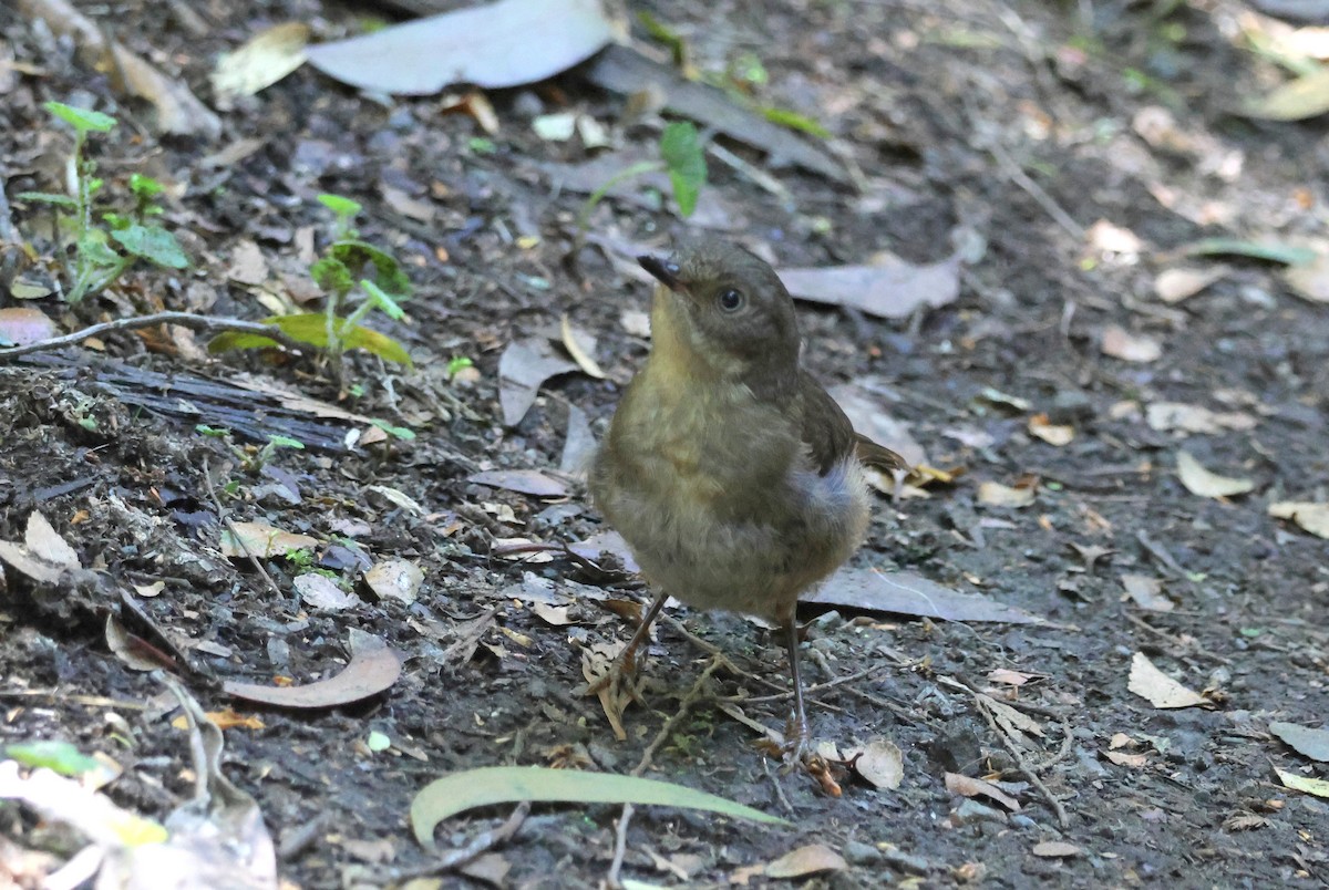 Sedosito Cejiblanco (grupo frontalis) - ML647881985