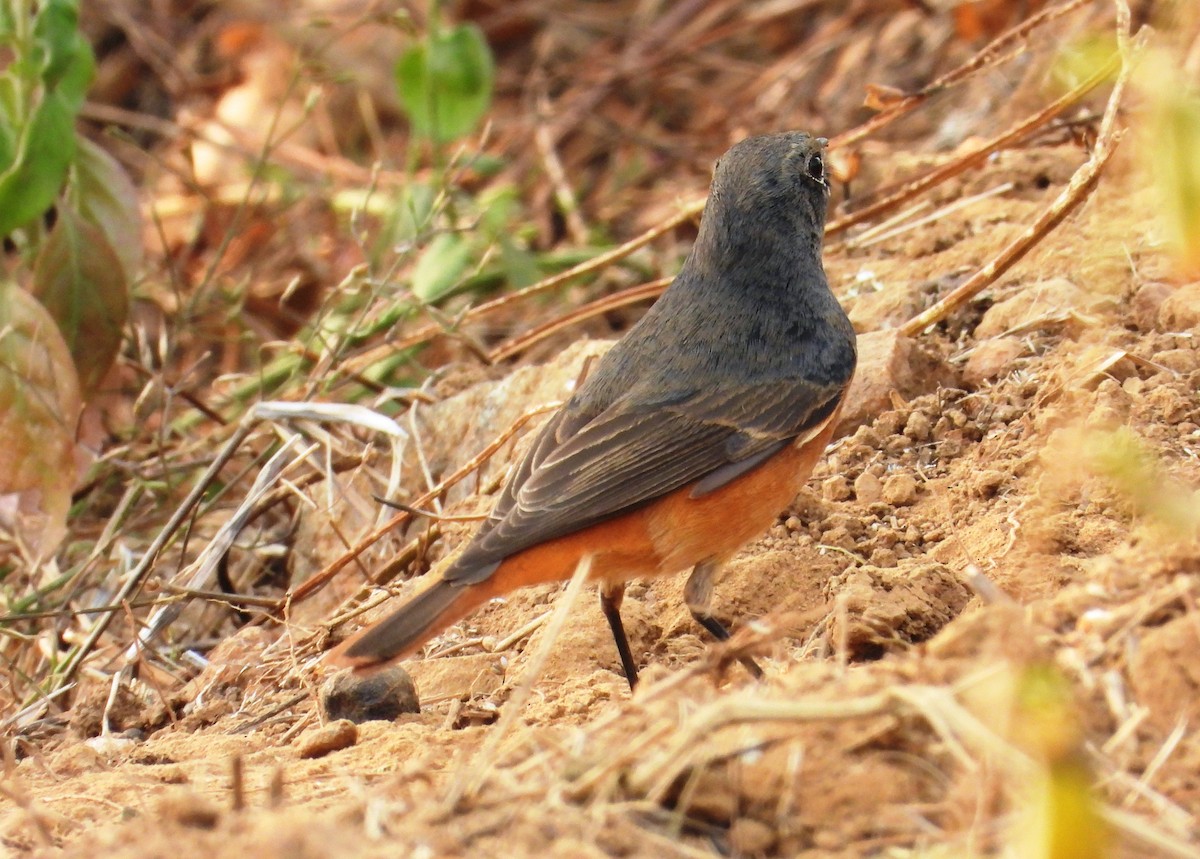 Buztangorri iluna - ML647882072