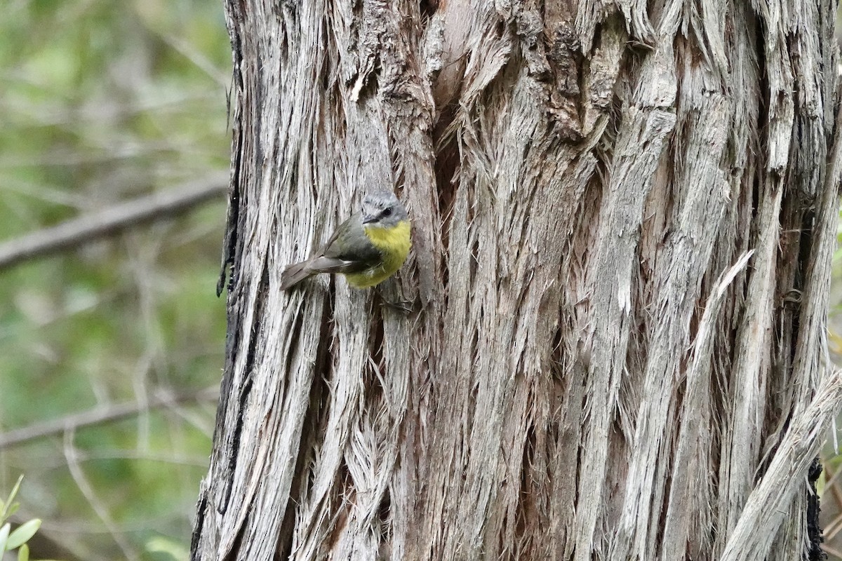 Eastern Yellow Robin - ML647882073