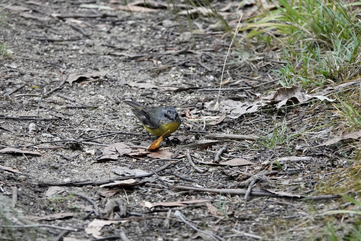 Eastern Yellow Robin - ML647882074
