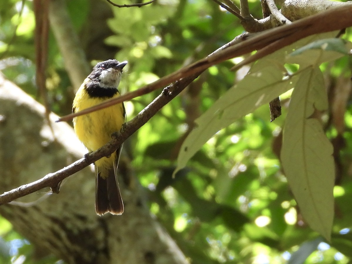 Golden Whistler - ML647882075