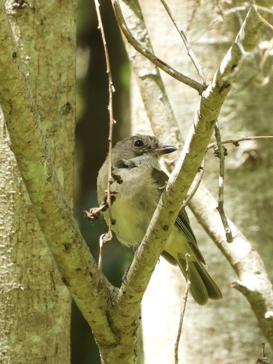 Golden Whistler - ML647882076