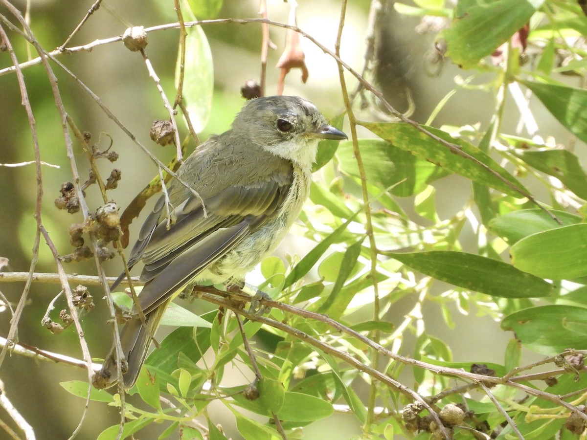 Golden Whistler - ML647882077