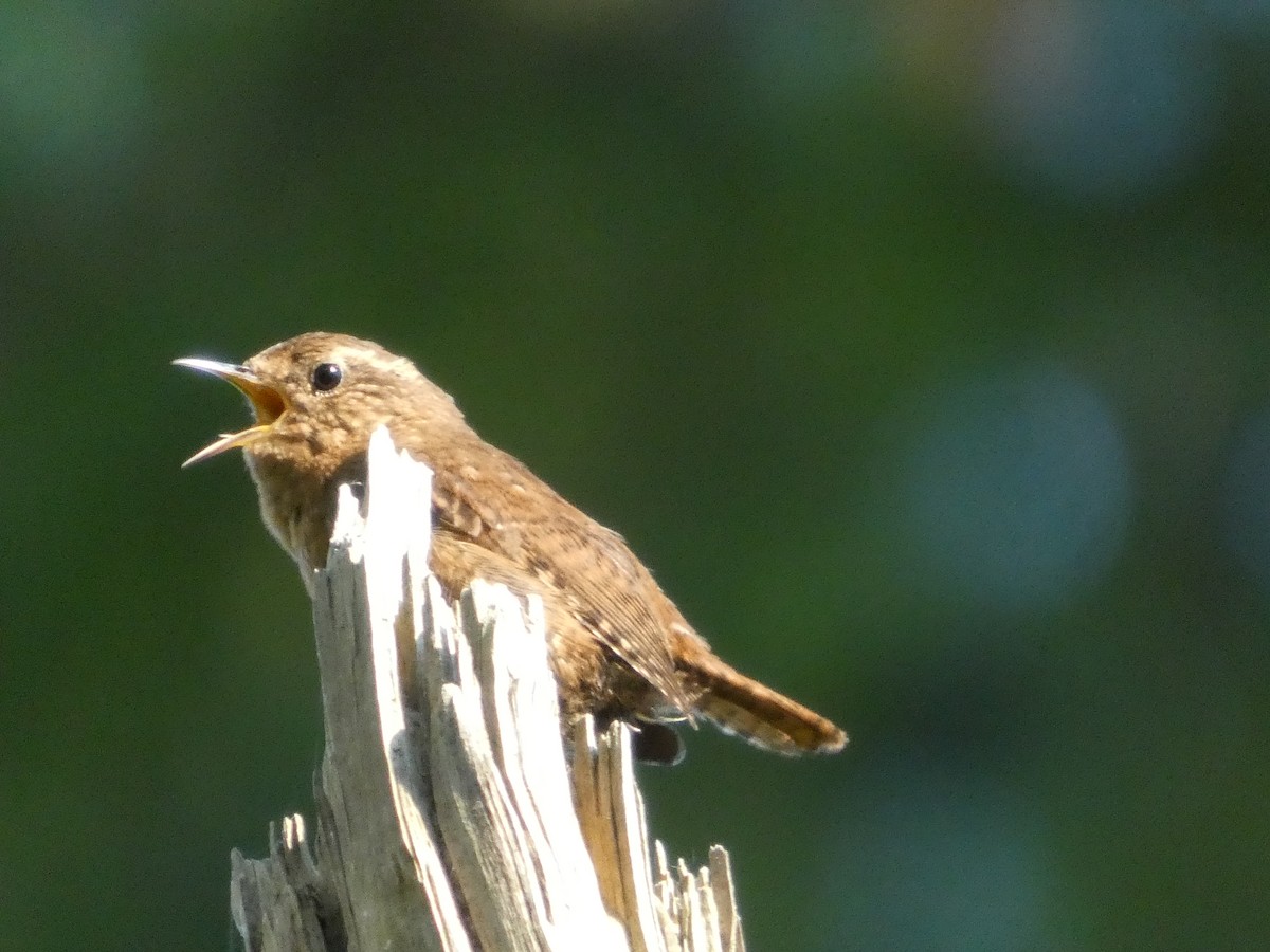 Pacific Wren - ML647882078
