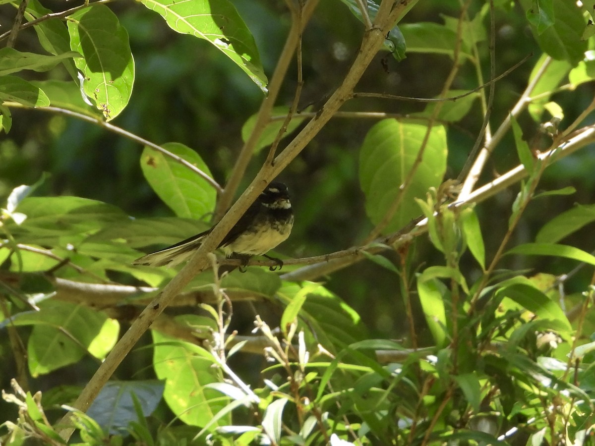 Gray Fantail - ML647882079