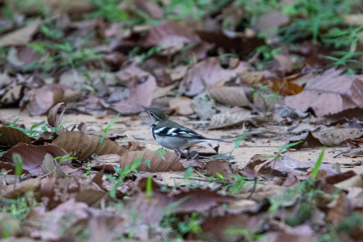 Baso-buztanikara - ML647882082