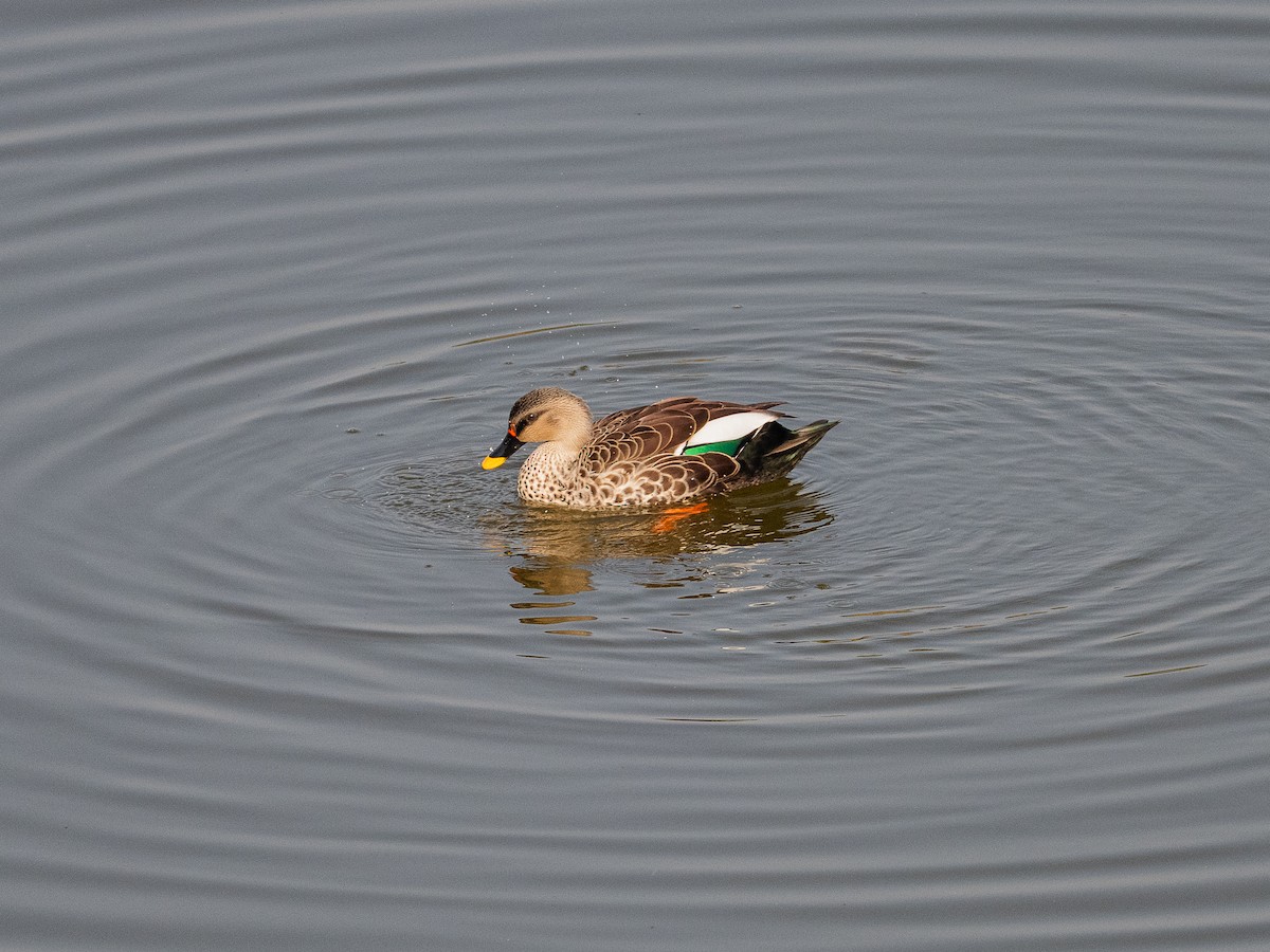 Ahate mokopikart indiarra - ML647882083