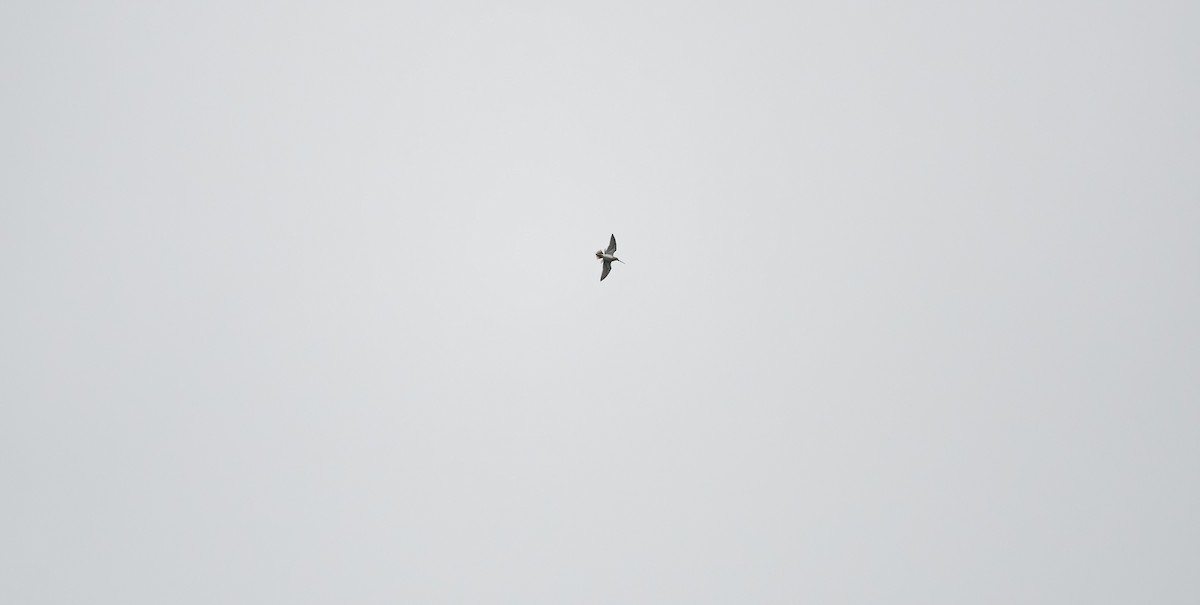 Istingor arrunta - ML647882084