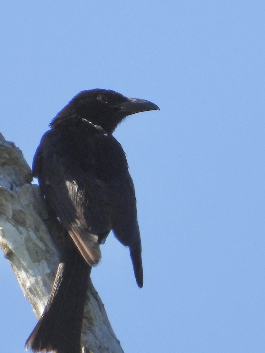 Spangled Drongo - ML647882085