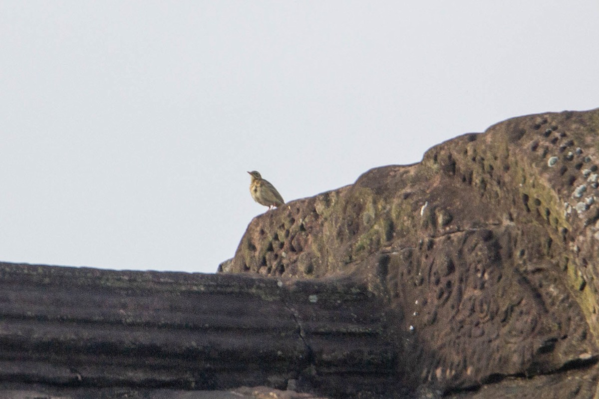 Txirta ekialdetarra - ML647882086