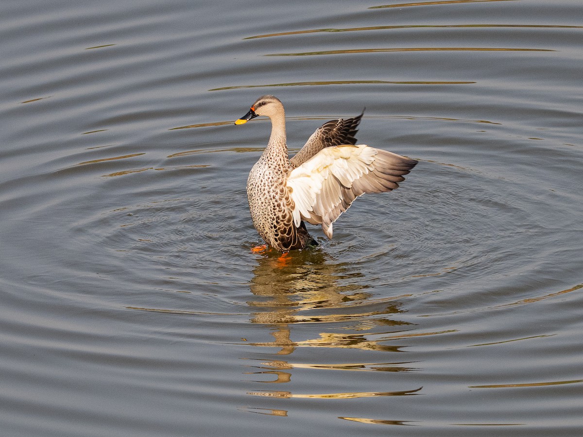 Ahate mokopikart indiarra - ML647882087