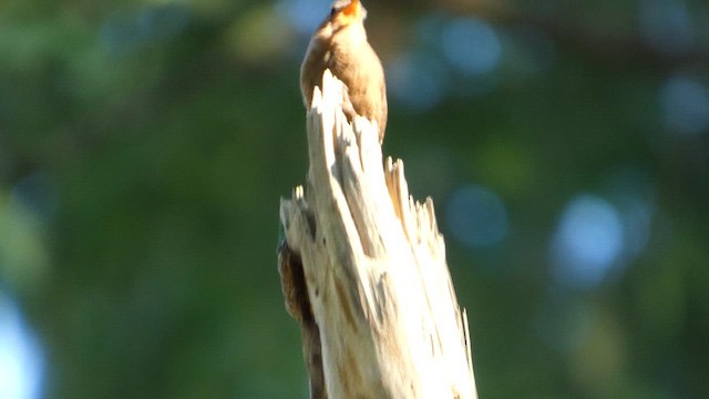 Pacific Wren - ML647882088