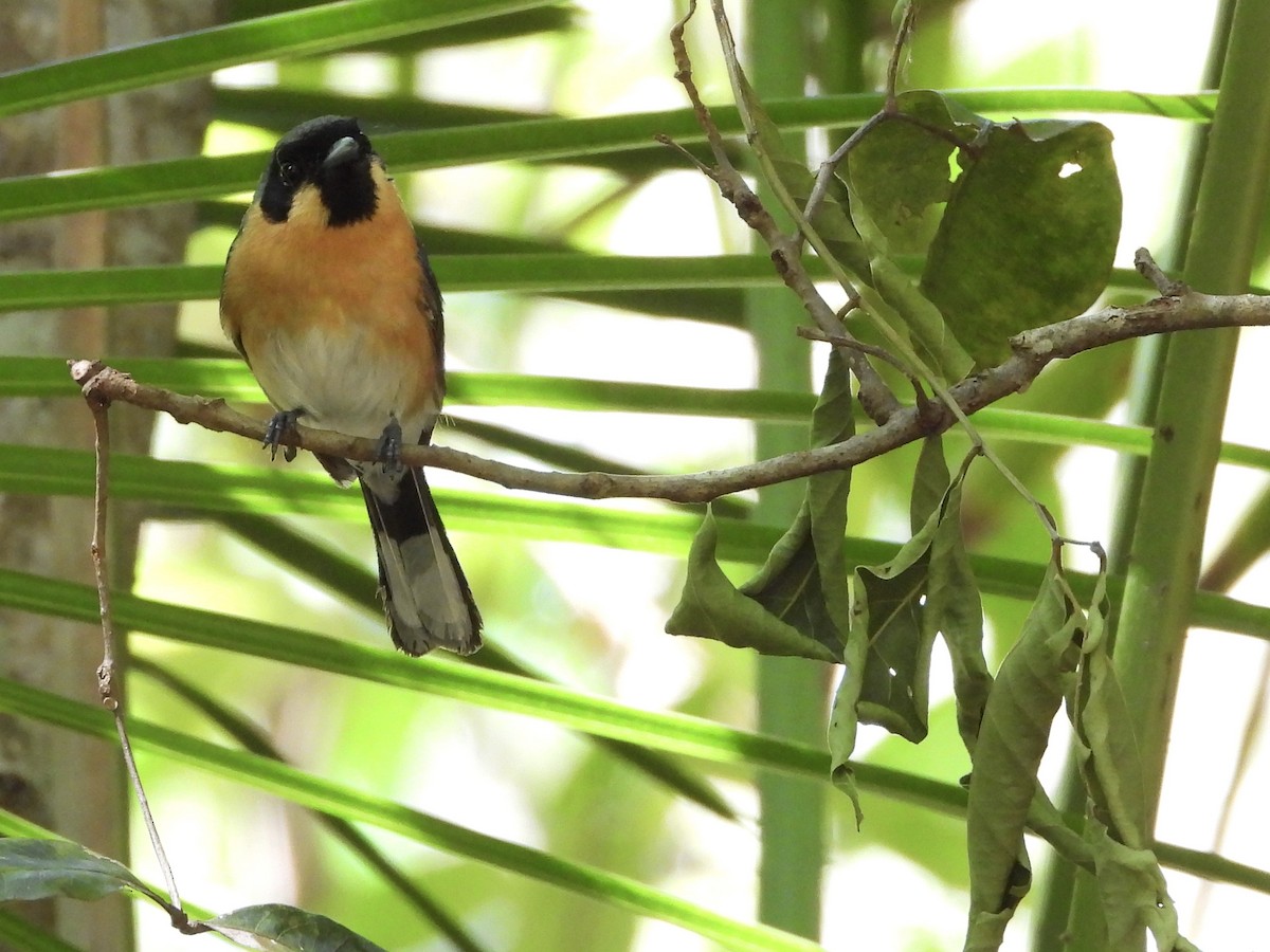 Australian Spectacled Monarch - ML647882089