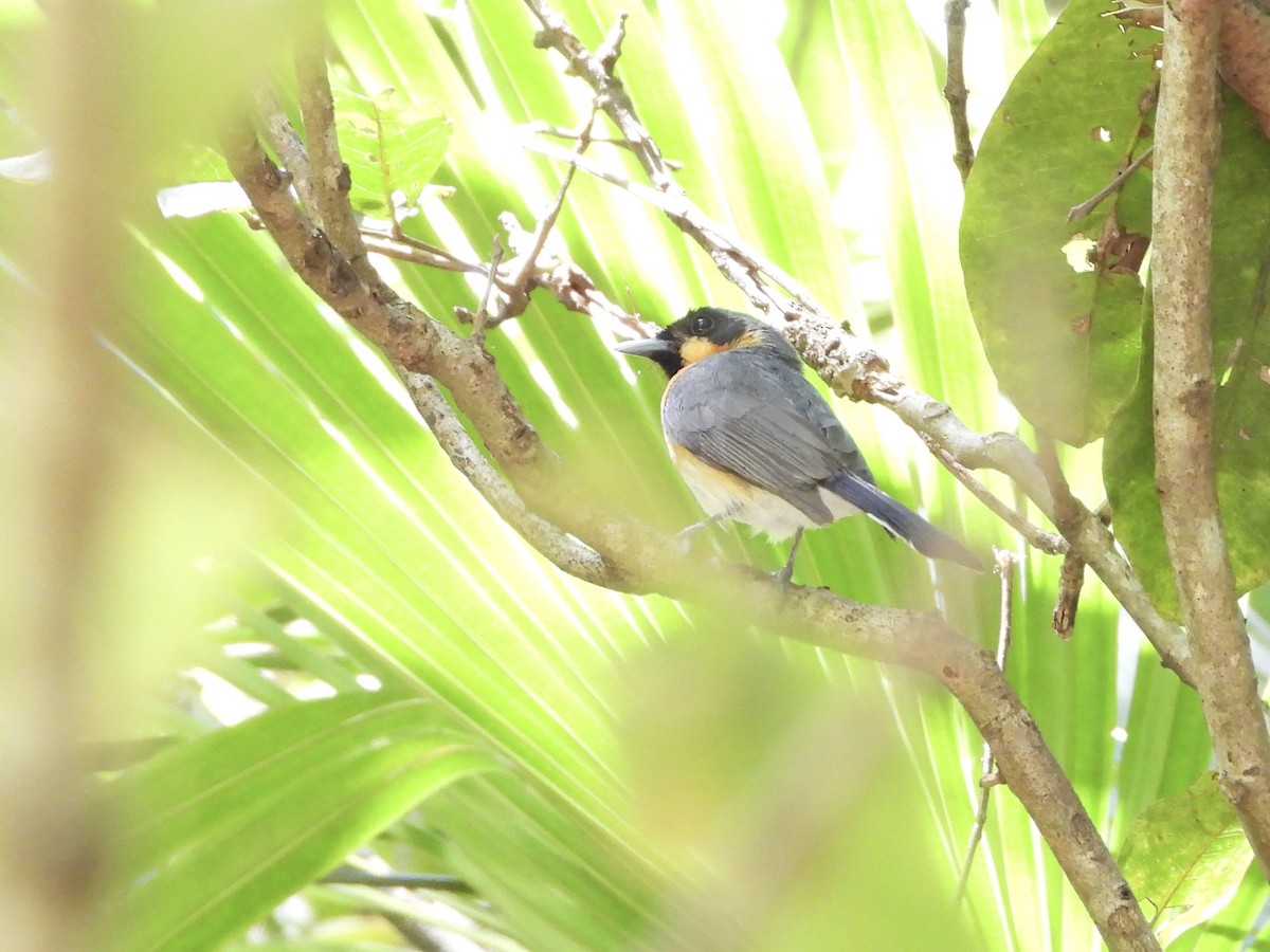 Australian Spectacled Monarch - ML647882090