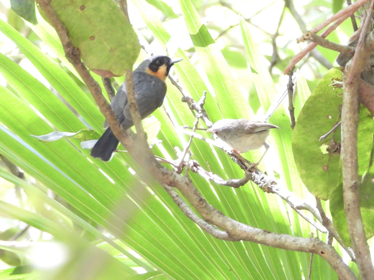Australian Spectacled Monarch - ML647882091