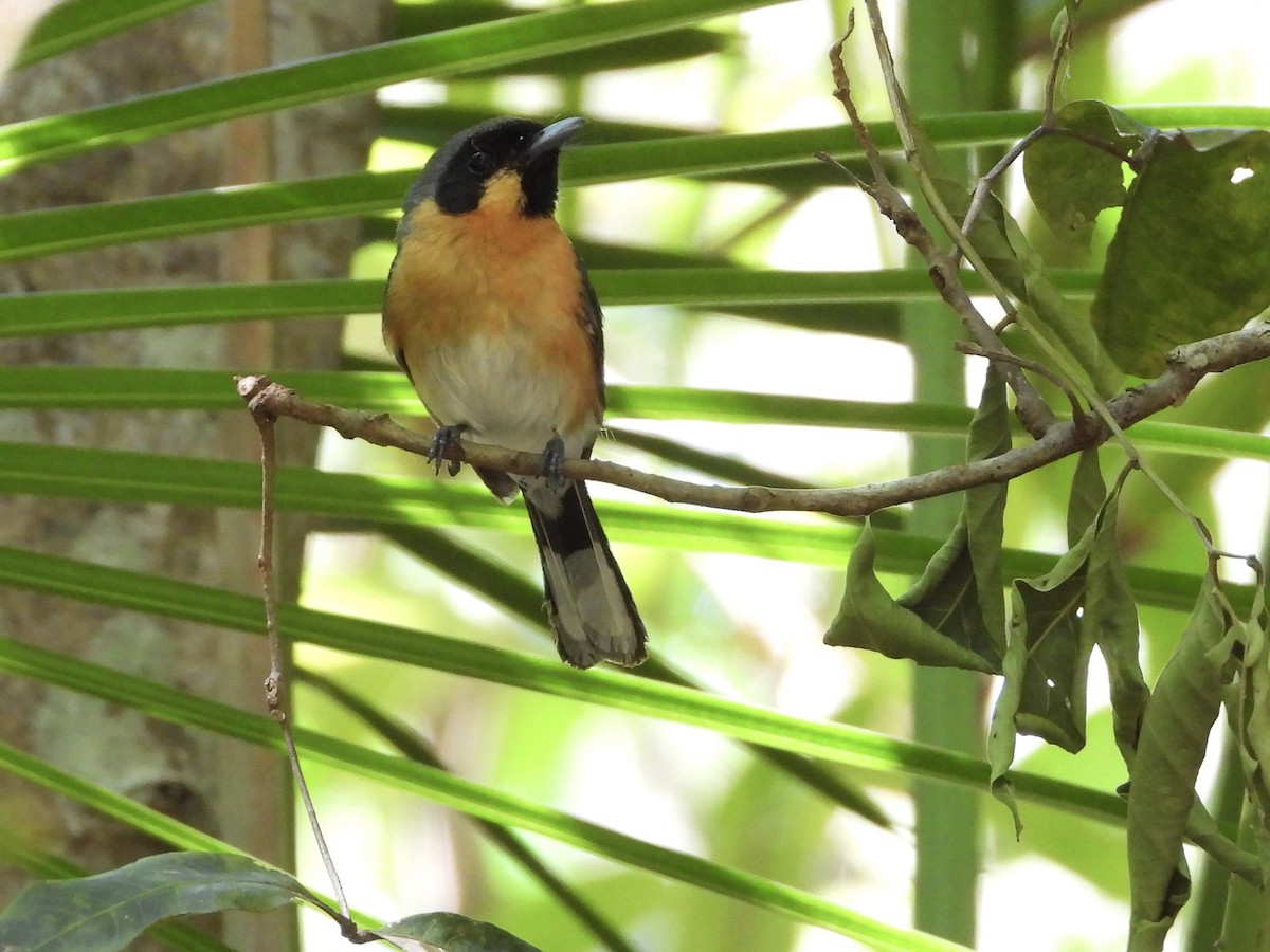 Australian Spectacled Monarch - ML647882092