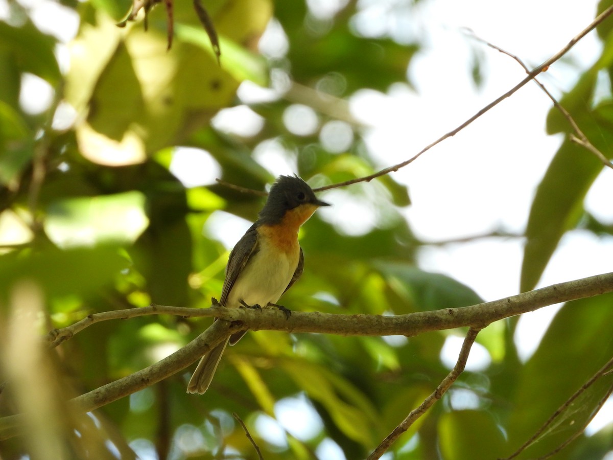 Leaden Flycatcher - ML647882093