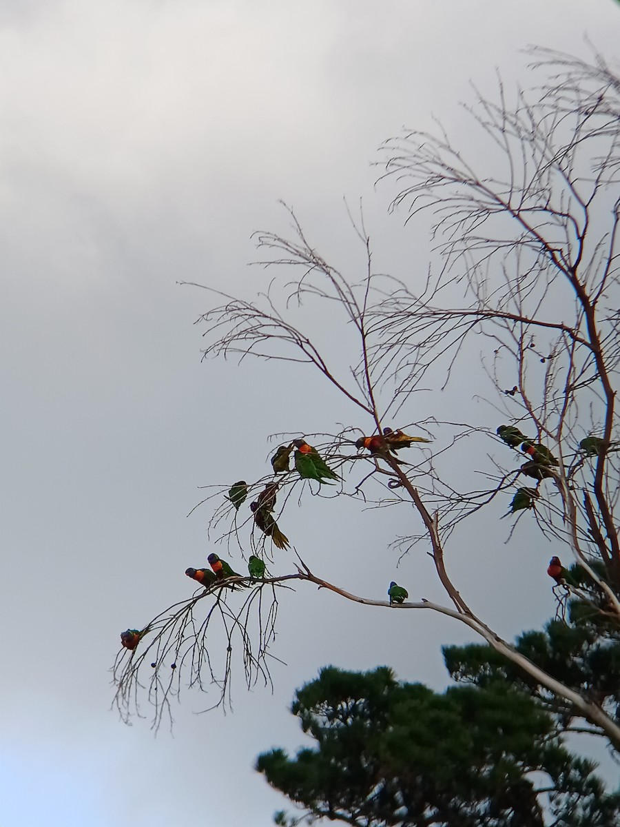 Rainbow Lorikeet - ML647882094
