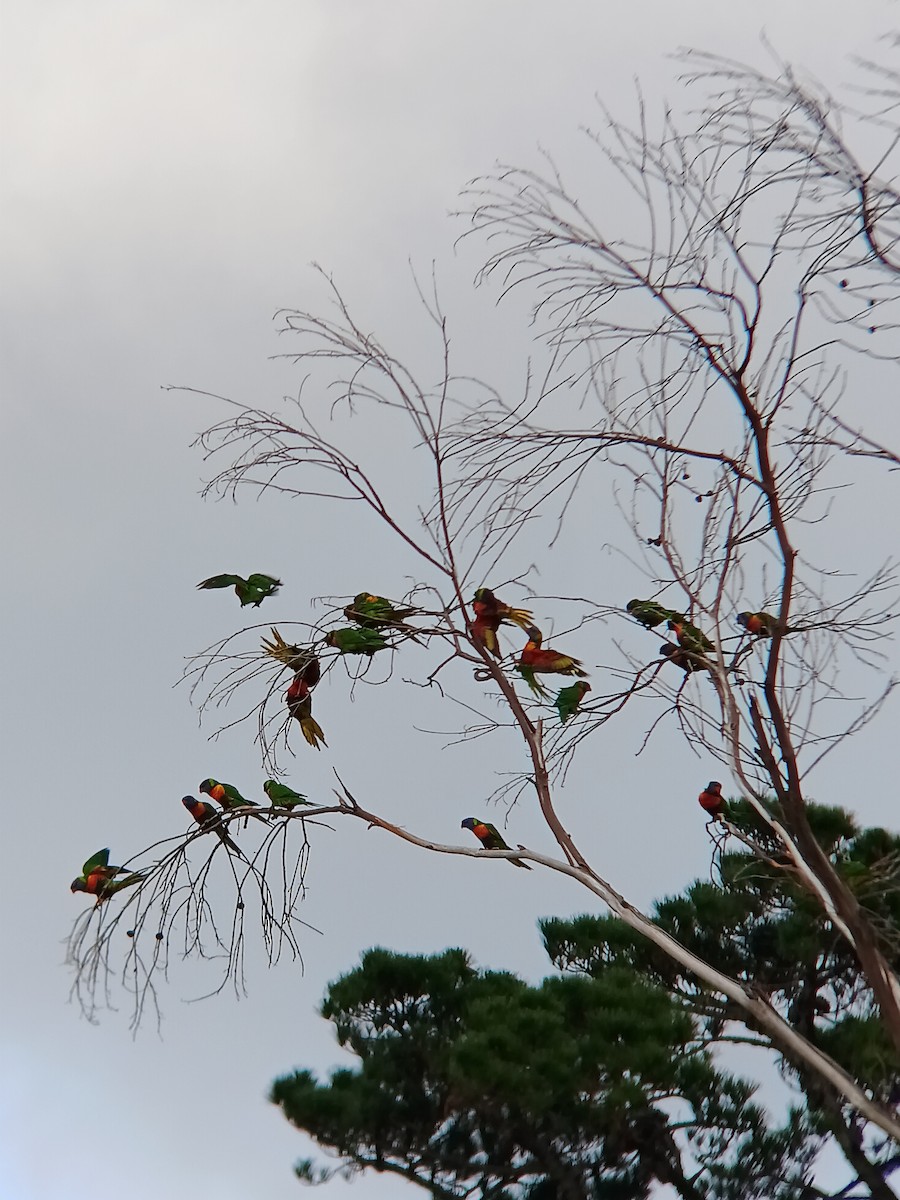 Rainbow Lorikeet - ML647882095