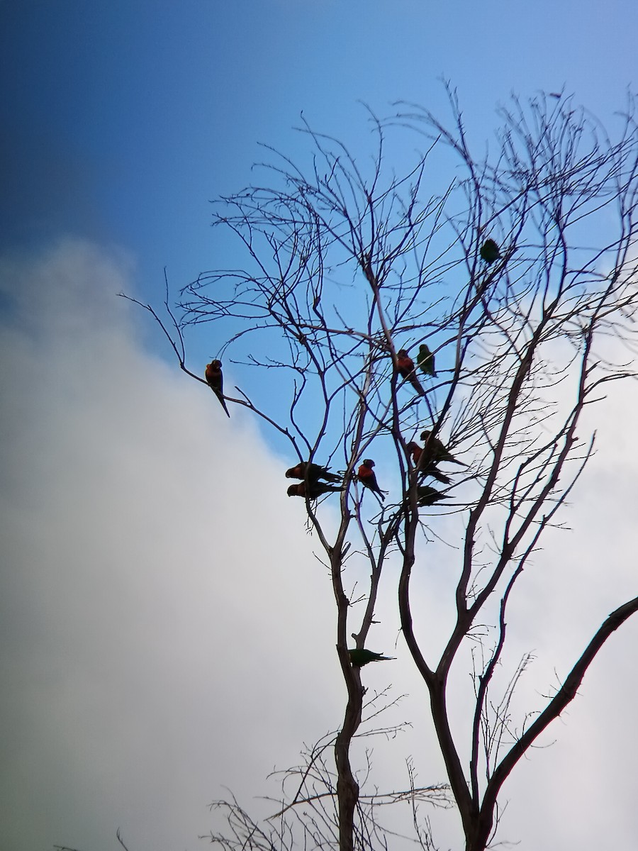 Rainbow Lorikeet - ML647882096